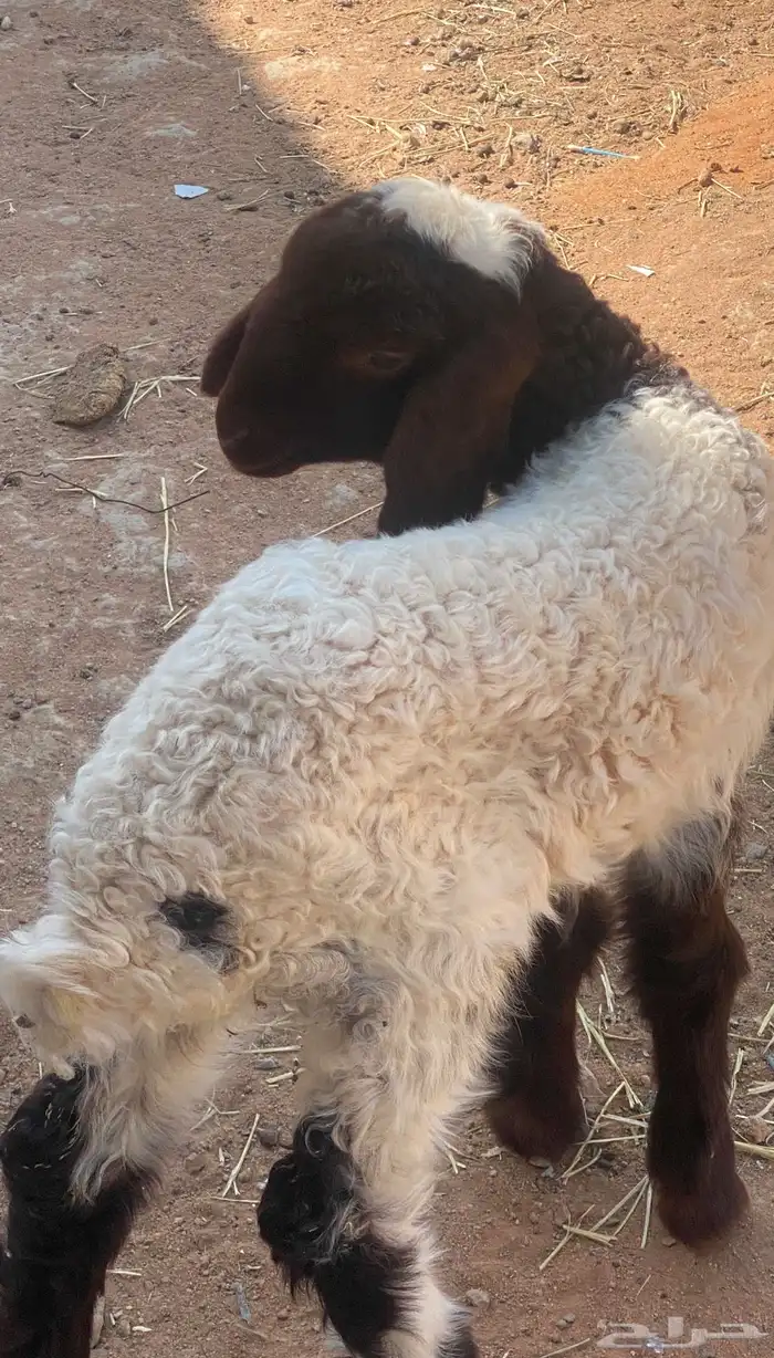 رحله داغور عمرها 20 يوم 0