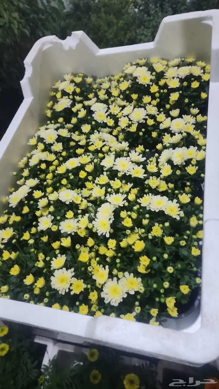 تنسيق حدائق منزليه وصيانتها وبيع الشتلات 4