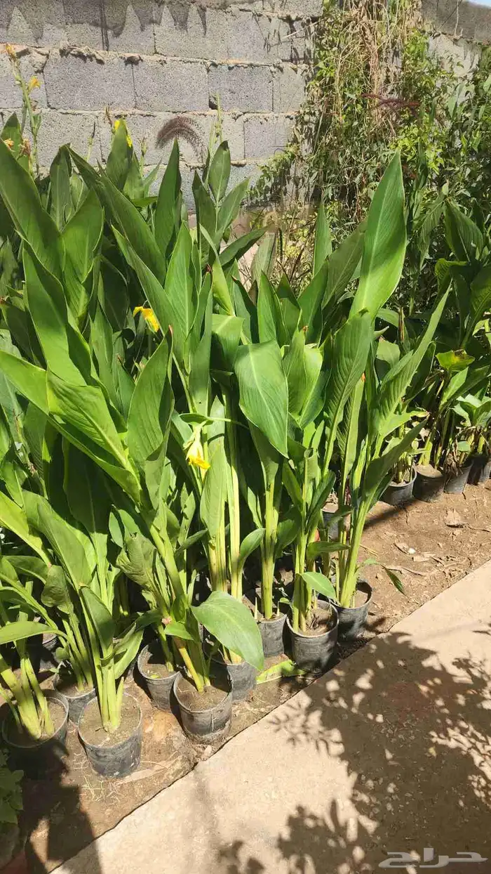 تنسيق حدائق منزليه وصيانتها وبيع الشتلات 0