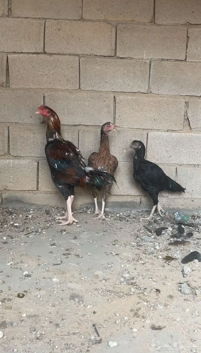 دجاج باكستاني بياض ومحضن شرط 3