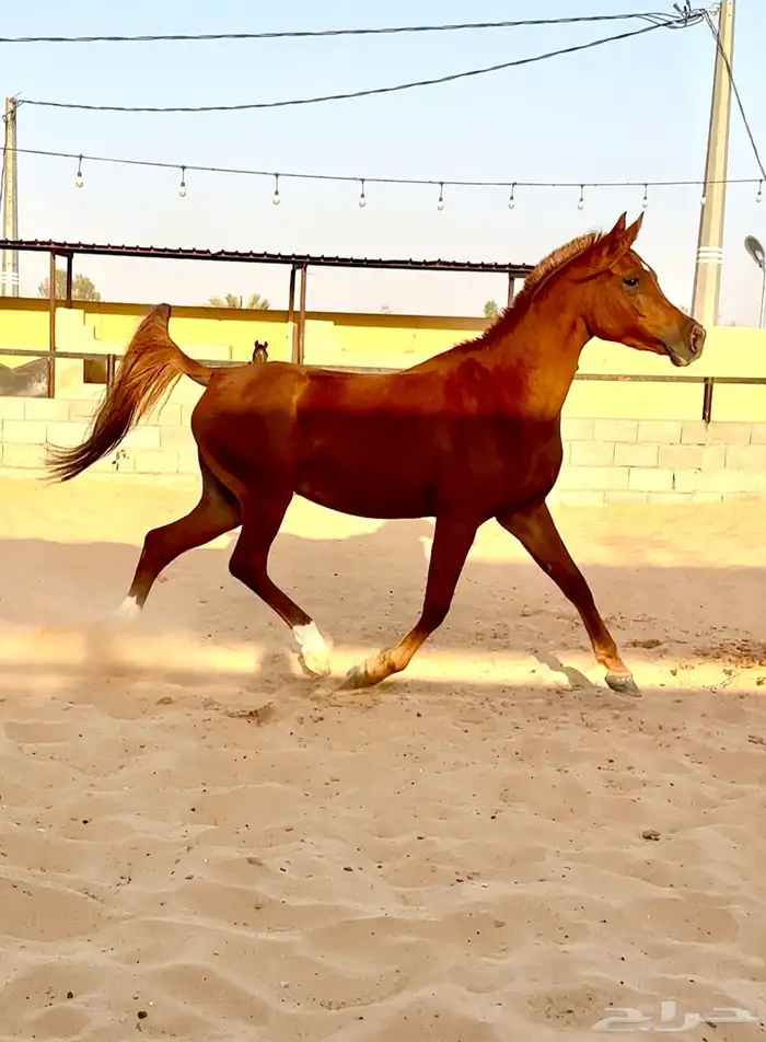 فرس واهو لقاح 8 شهور 0