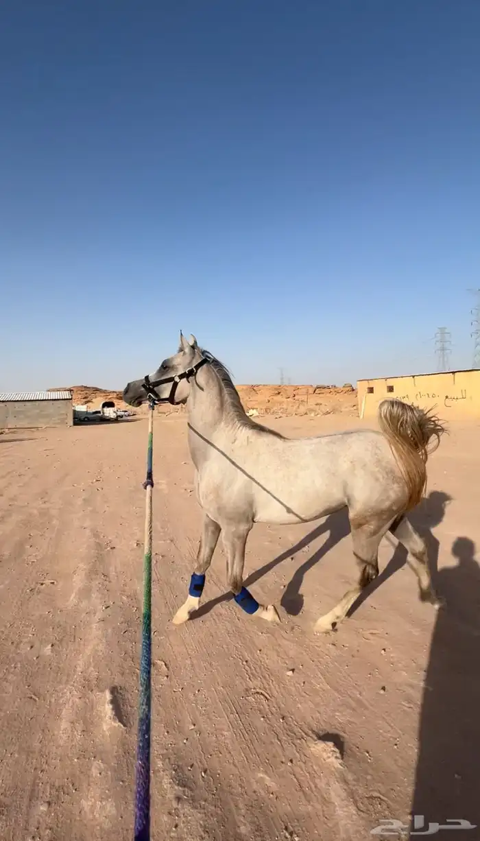 مهر للبيع شيخ 4