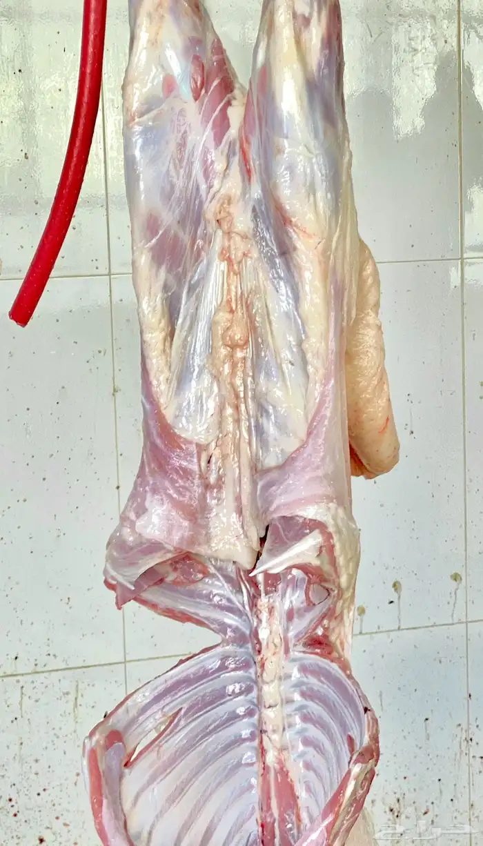 ذبايح طيبة نعيم 15