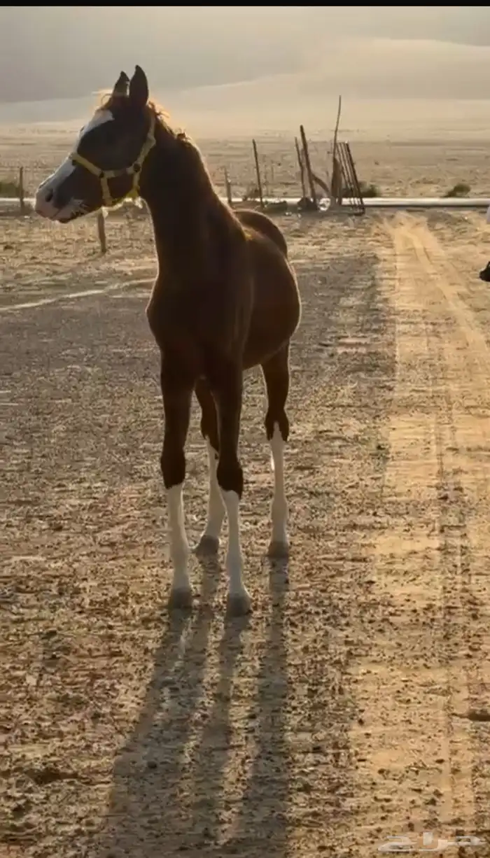 مهره محجله اربع 2