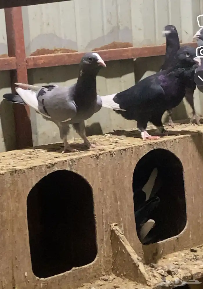 حمام تركي طيار ( شامي ) أو البدل بغير الطيور 0