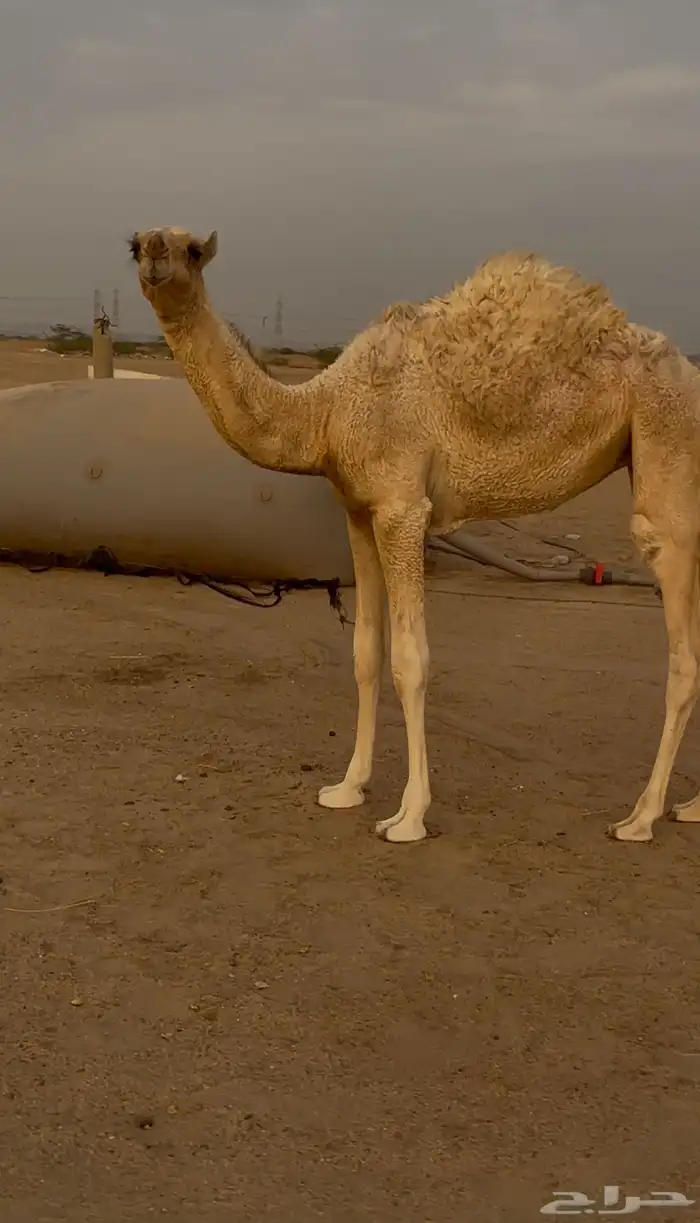 للبيع ناقه معه بكره كبيره وبكره صغيره 3