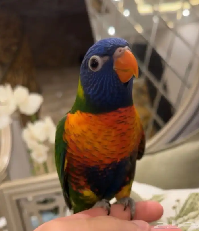 لوري رينمو 0