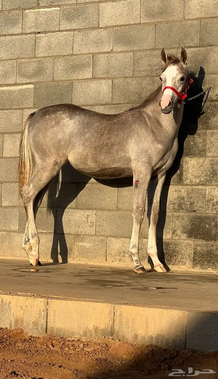 مهره واهو 2