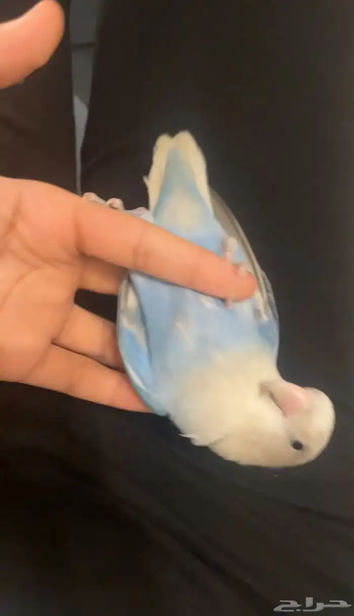 طير روز هدد داخلي 0
