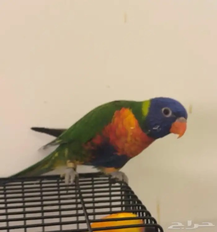 لوري رينمو 1