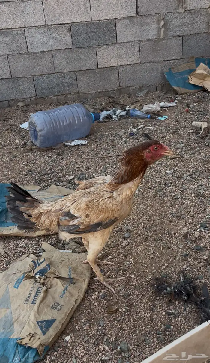 دجاج باكستاني بياض ومحضن شرط 4