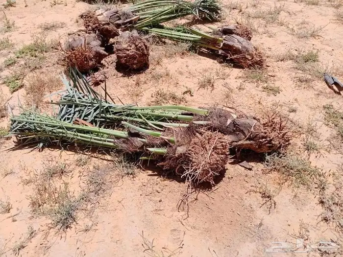 فروخ جثايث نقايل حيش فسايل للبيع 7