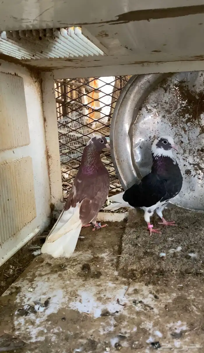 حمام قطايف 6