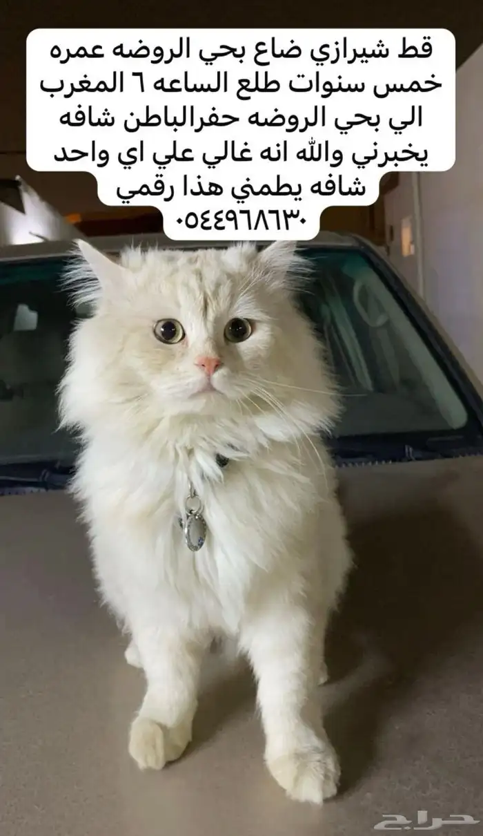 قط ذكر ضاع بحي الروضه 0