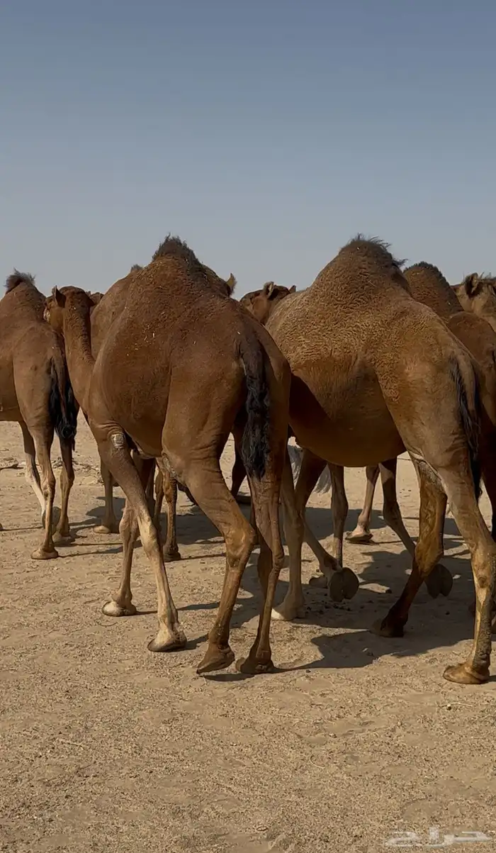 ابل للبيع سواحل العدد10 1