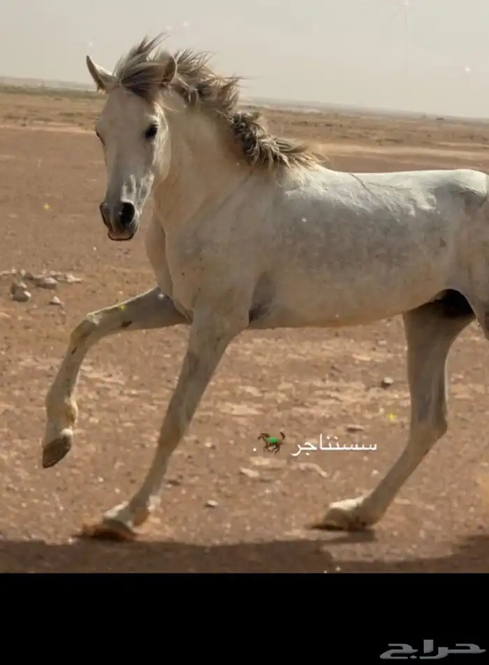 حصان شعبي شيخ يوجد دفع عن طريق تابي 2