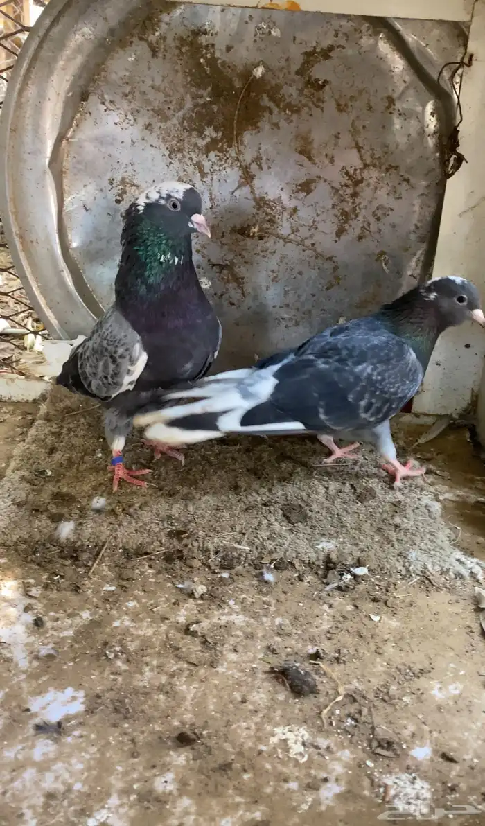 حمام قطايف 9