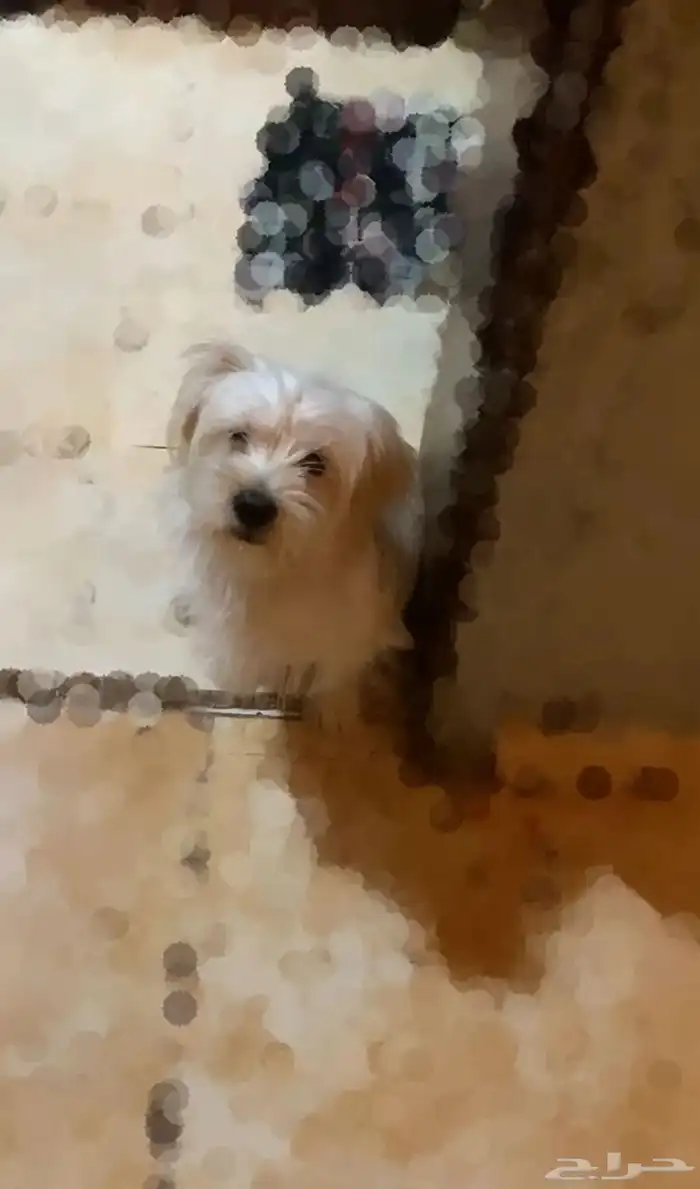 كلب للبيع بسعر قابل للتفاوض 0