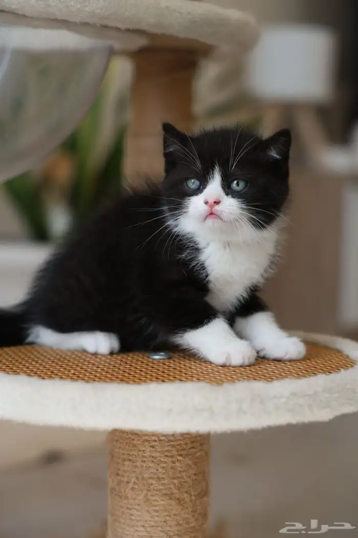 قطط برتش عرض خاص 0