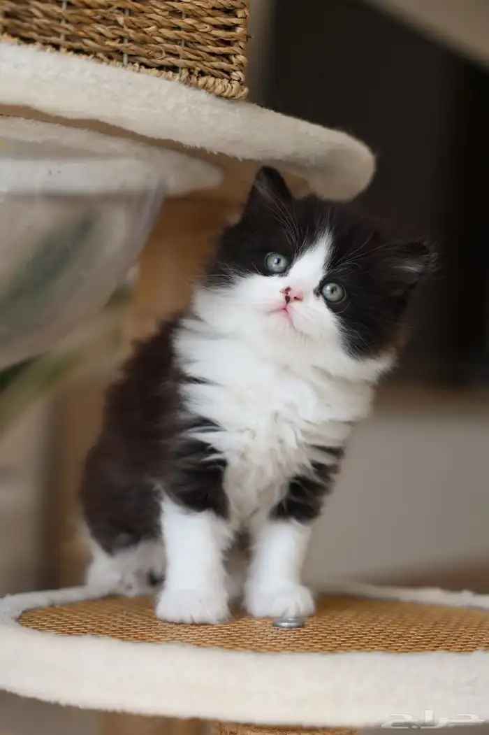 قطط برتش عرض خاص 1