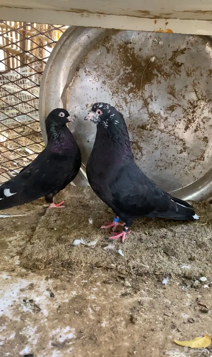 حمام قطايف 0