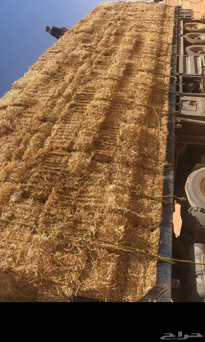 تبن بر (قمح) للبيع 0