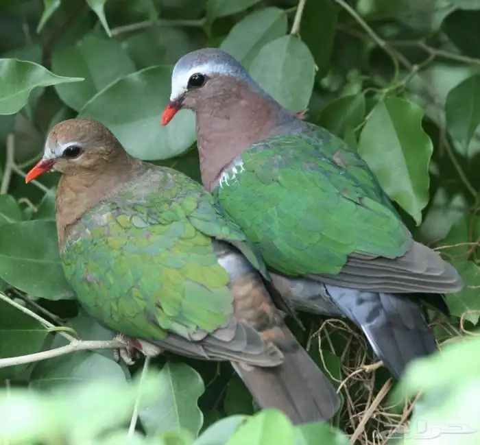 اليمام الزمردي emerald dove 0