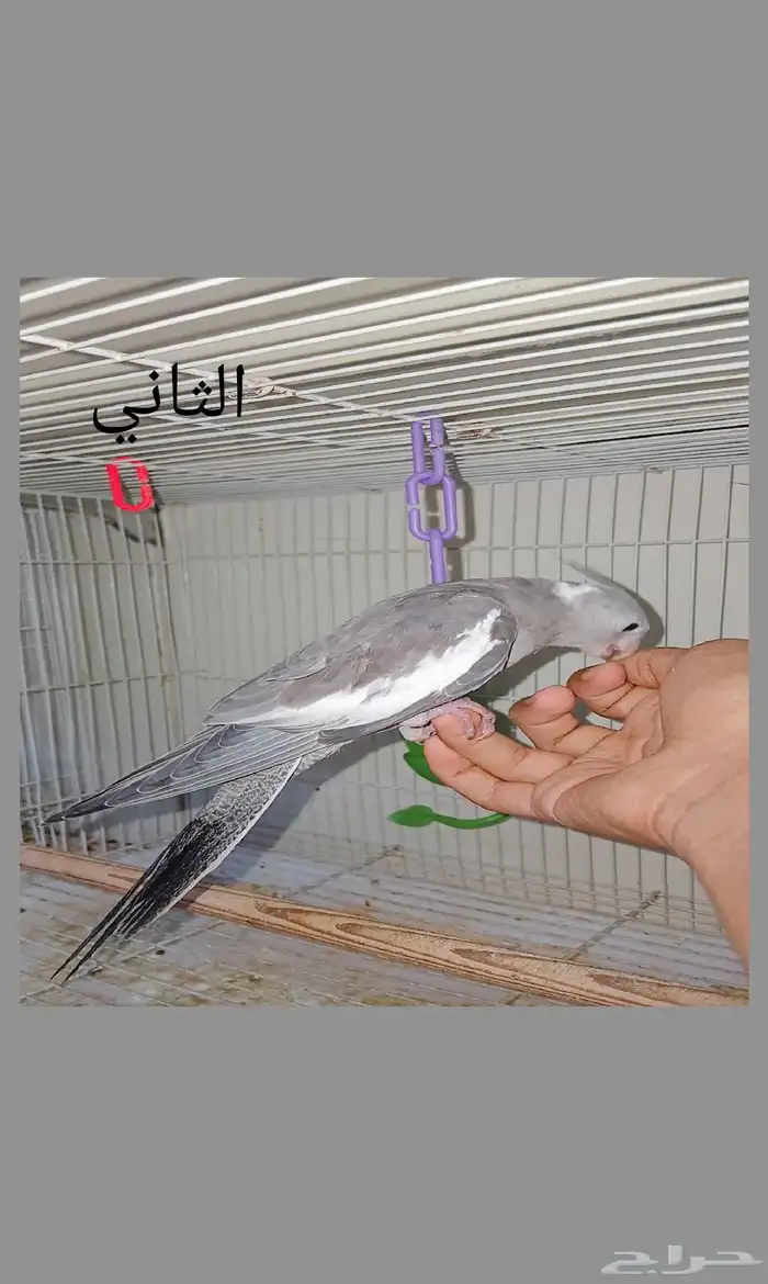 طبتين كروان اليفه 3