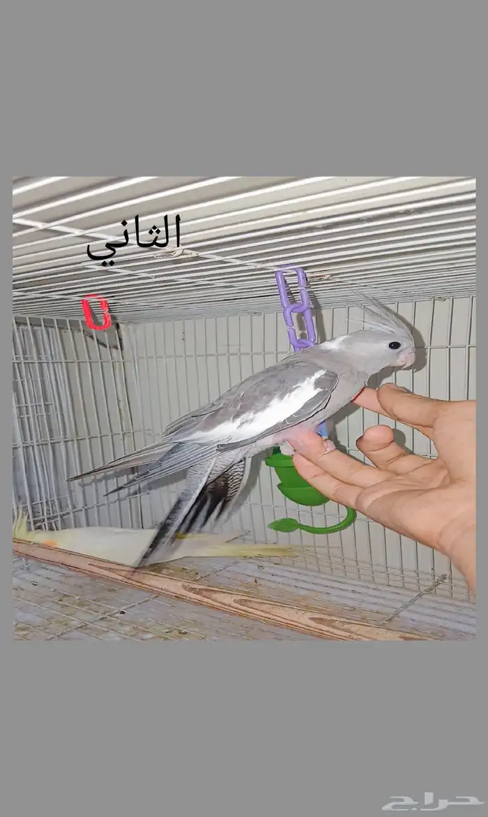 طبتين كروان اليفه 2