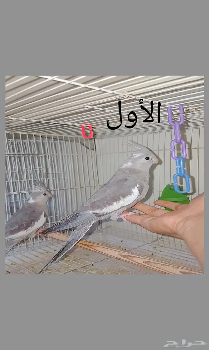 طبتين كروان اليفه 0