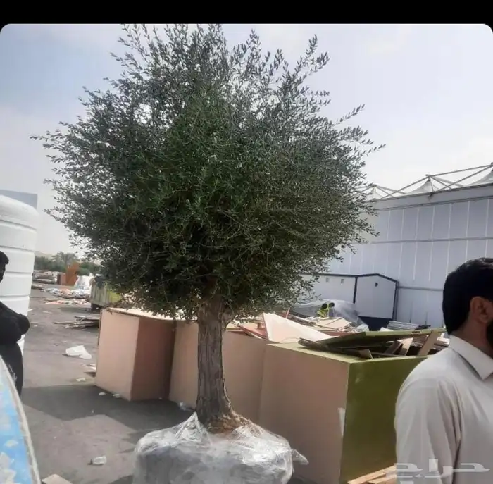 نخيل واشجار وزيتوان 9
