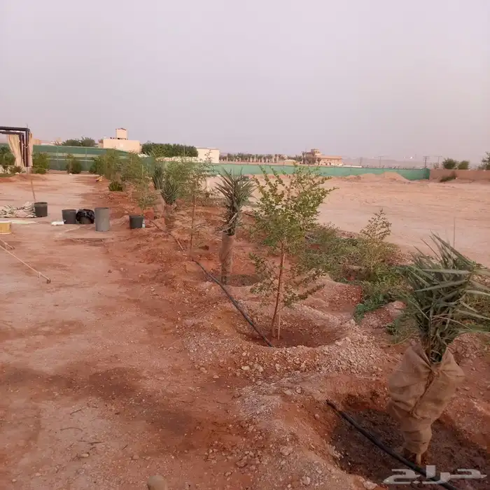 شغل النخيل كل ما يلزم من تركيب من مقايل من نظافه كل شيء 5