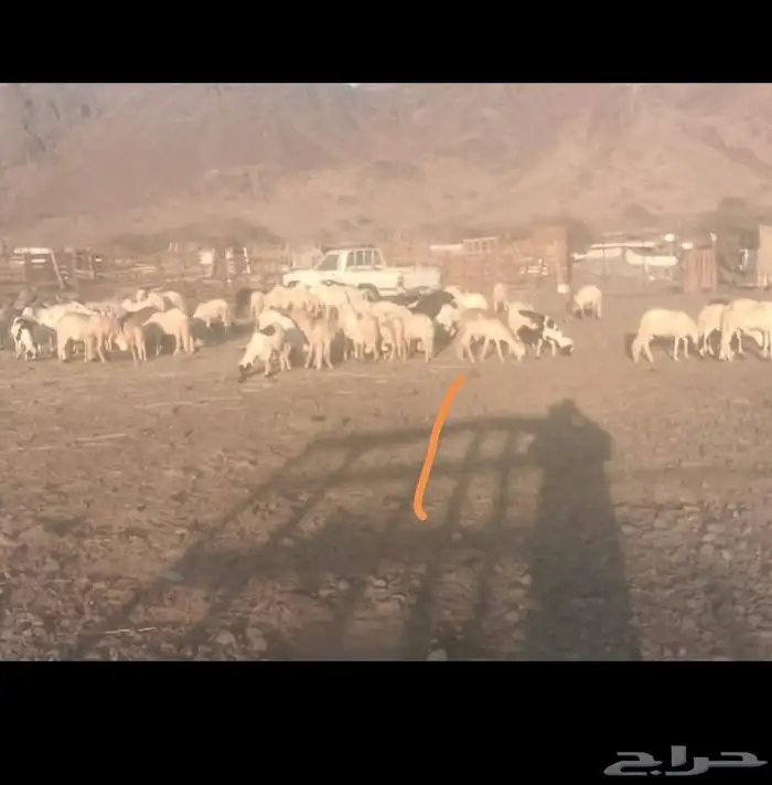 سواكن مرابي جذعان 0