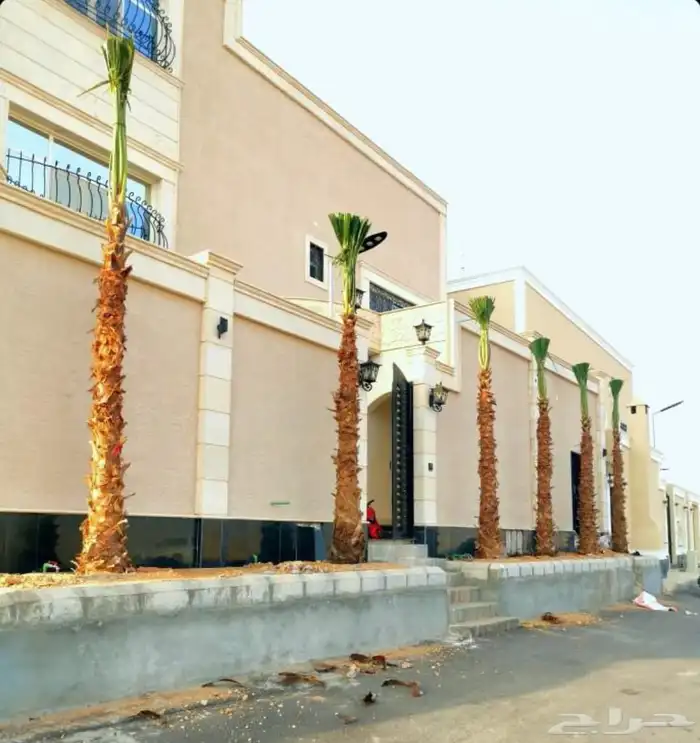 يوجد لدينا نخيل عربي ووشنطني أمريكي جميع المقسات 8