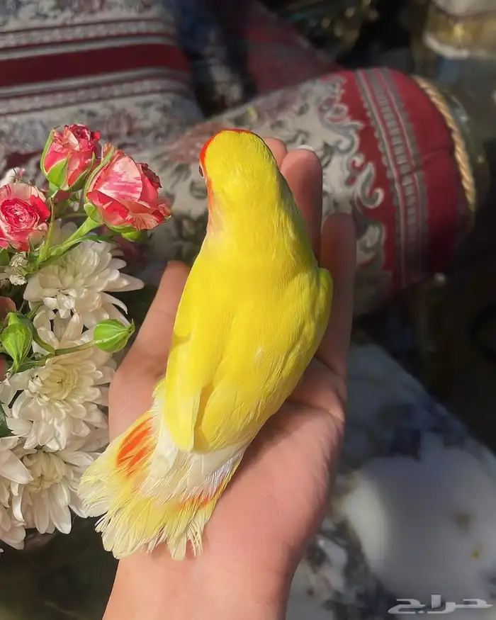 للبيع ببغاء الروز الأليف 7