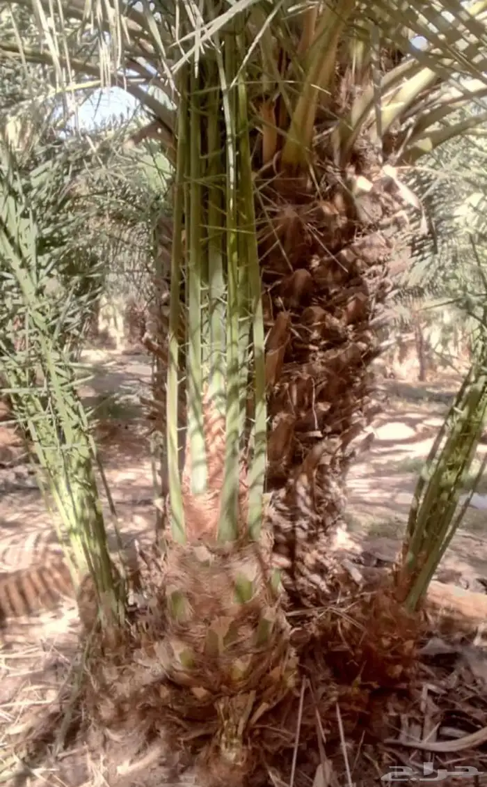 يوجد200فرخ صقعي مطوق من انوع اطيب 1