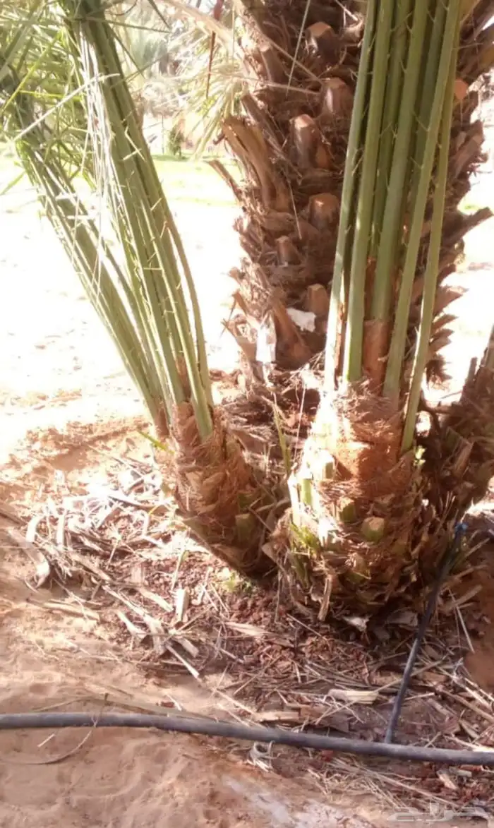 يوجد200فرخ صقعي مطوق من انوع اطيب 0