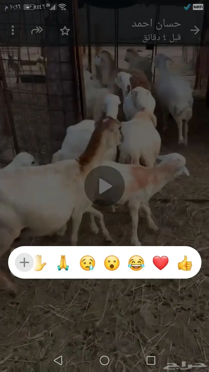 ضان رفيديه عدد سبع 2
