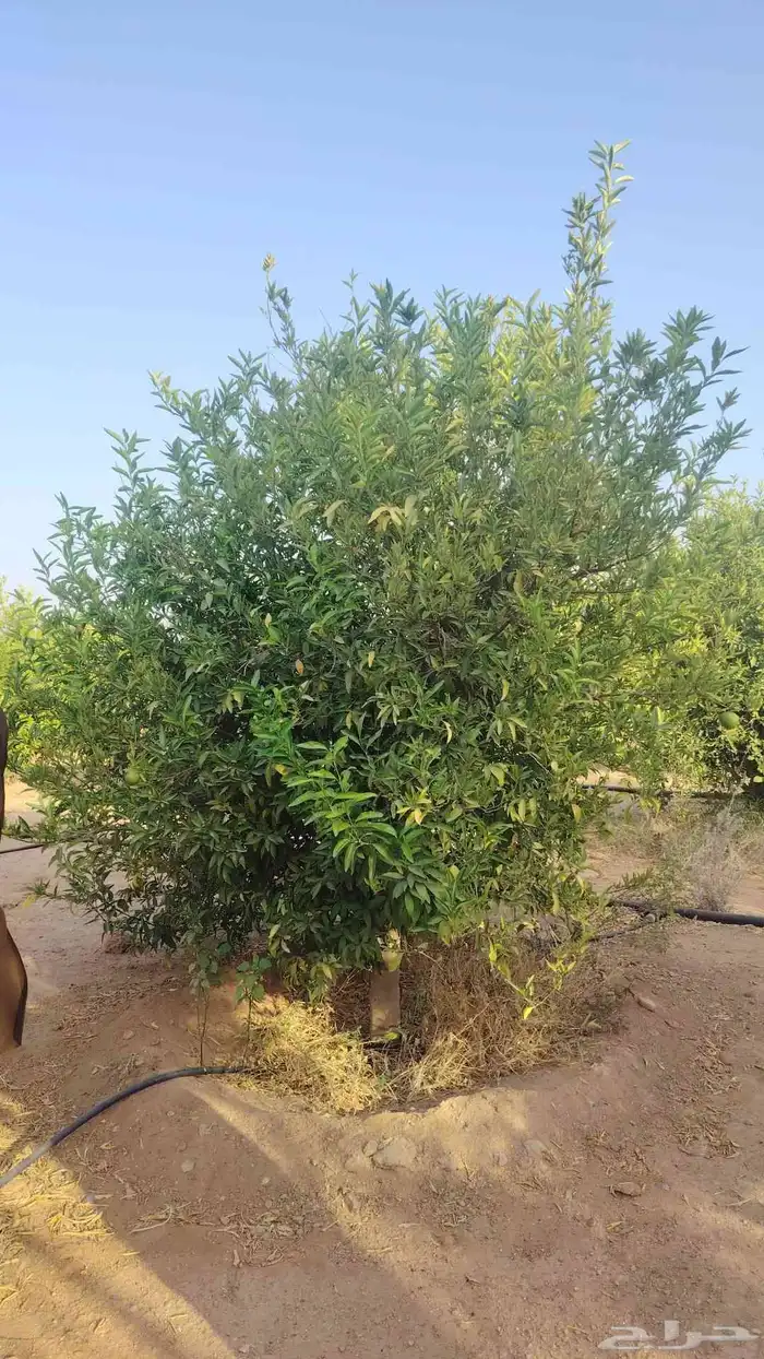 اشجار حمضيات مثمره يوسف برتقال ابو صره ليمون تين عنب جوافه و 3