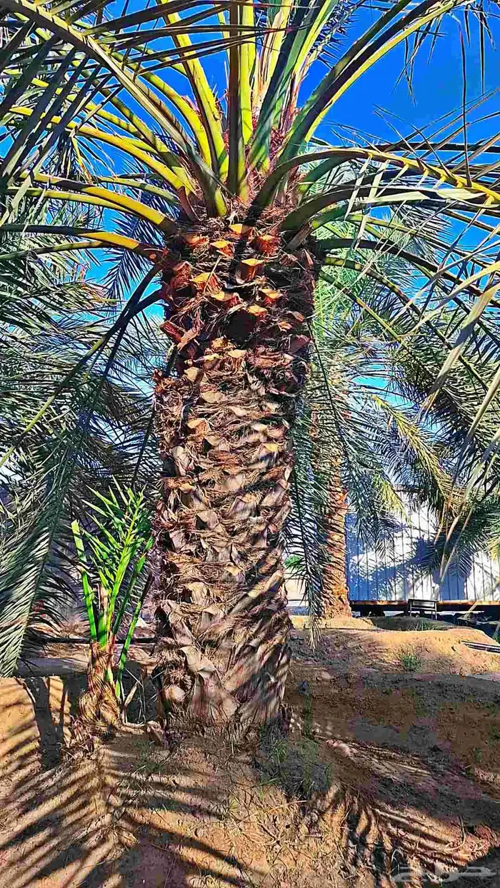 للبيع نخل مثمرة 6