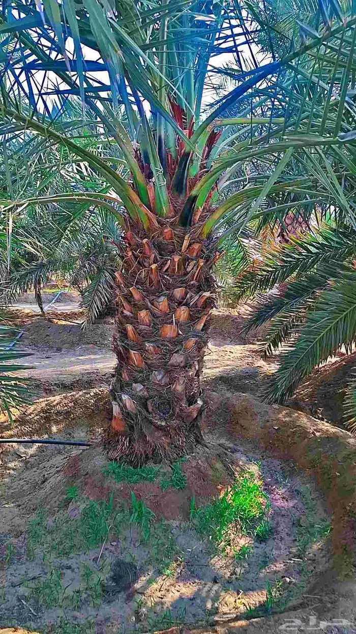 للبيع نخل مثمرة 3