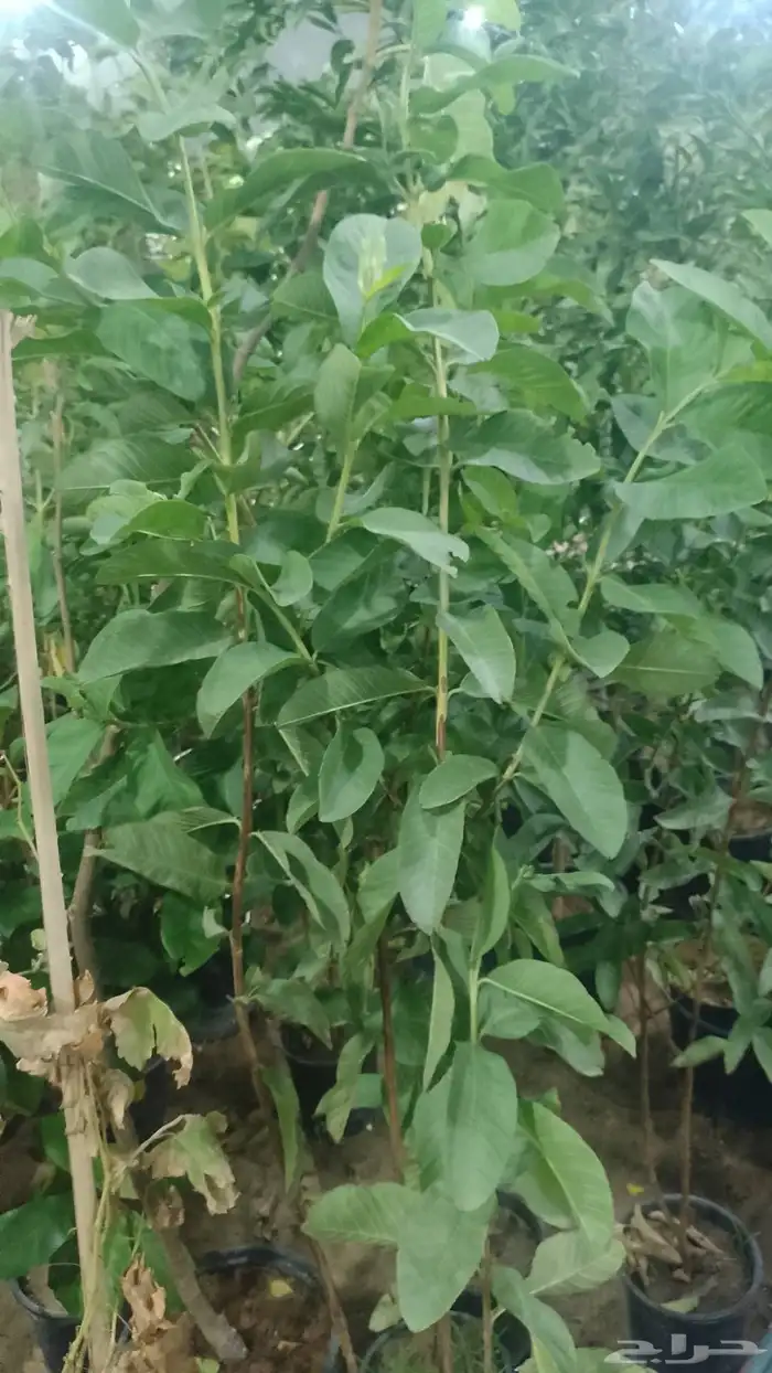 مصطفى بيع جميع انواع النخل والشجر والعشب الورود 1