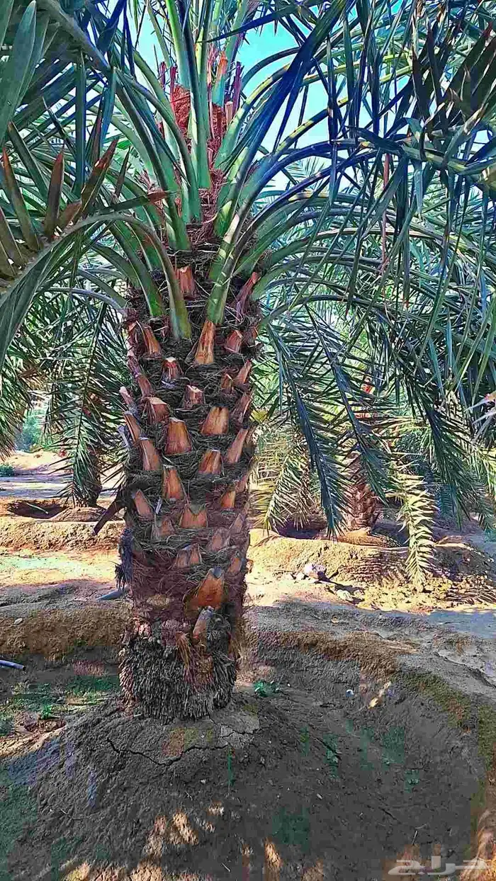 للبيع نخل مثمرة 0
