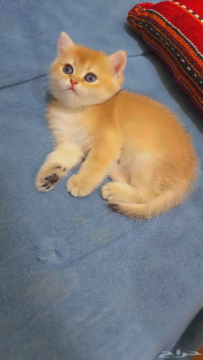 كيتن سكوتش ستريت قولد بيور مستوى فخم من نسل أبسولو 5