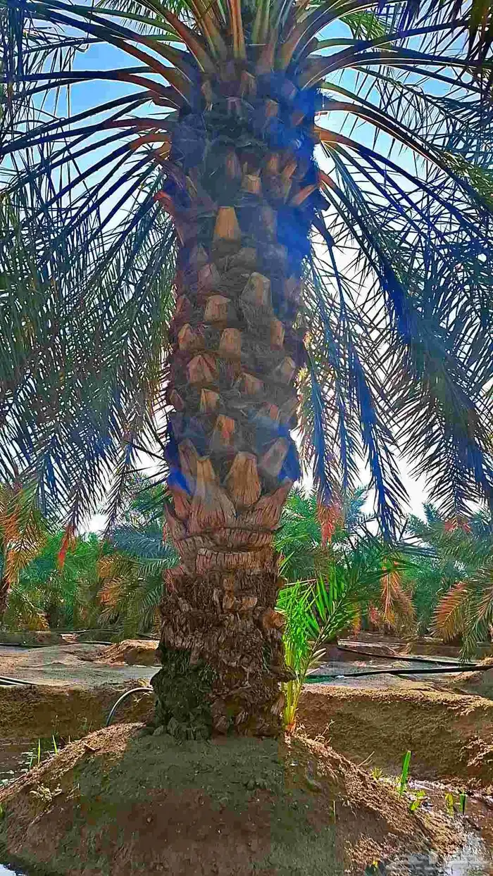 للبيع نخل مثمرة 5