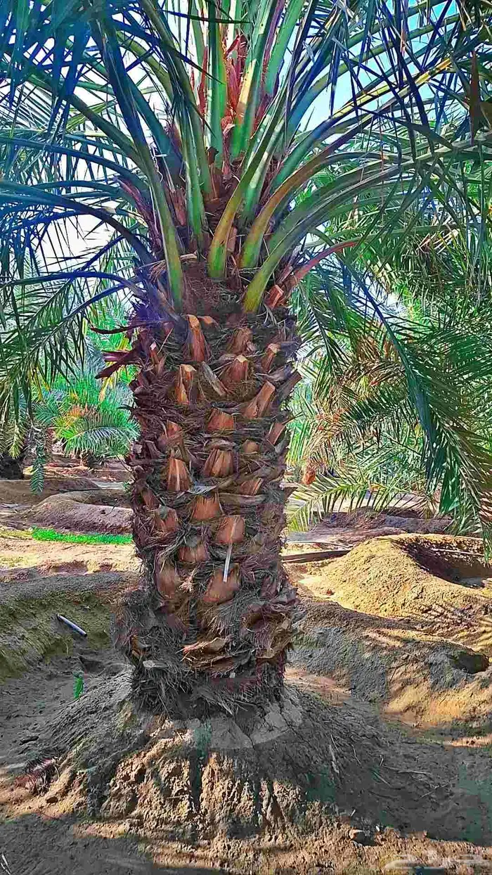 للبيع نخل مثمرة 1