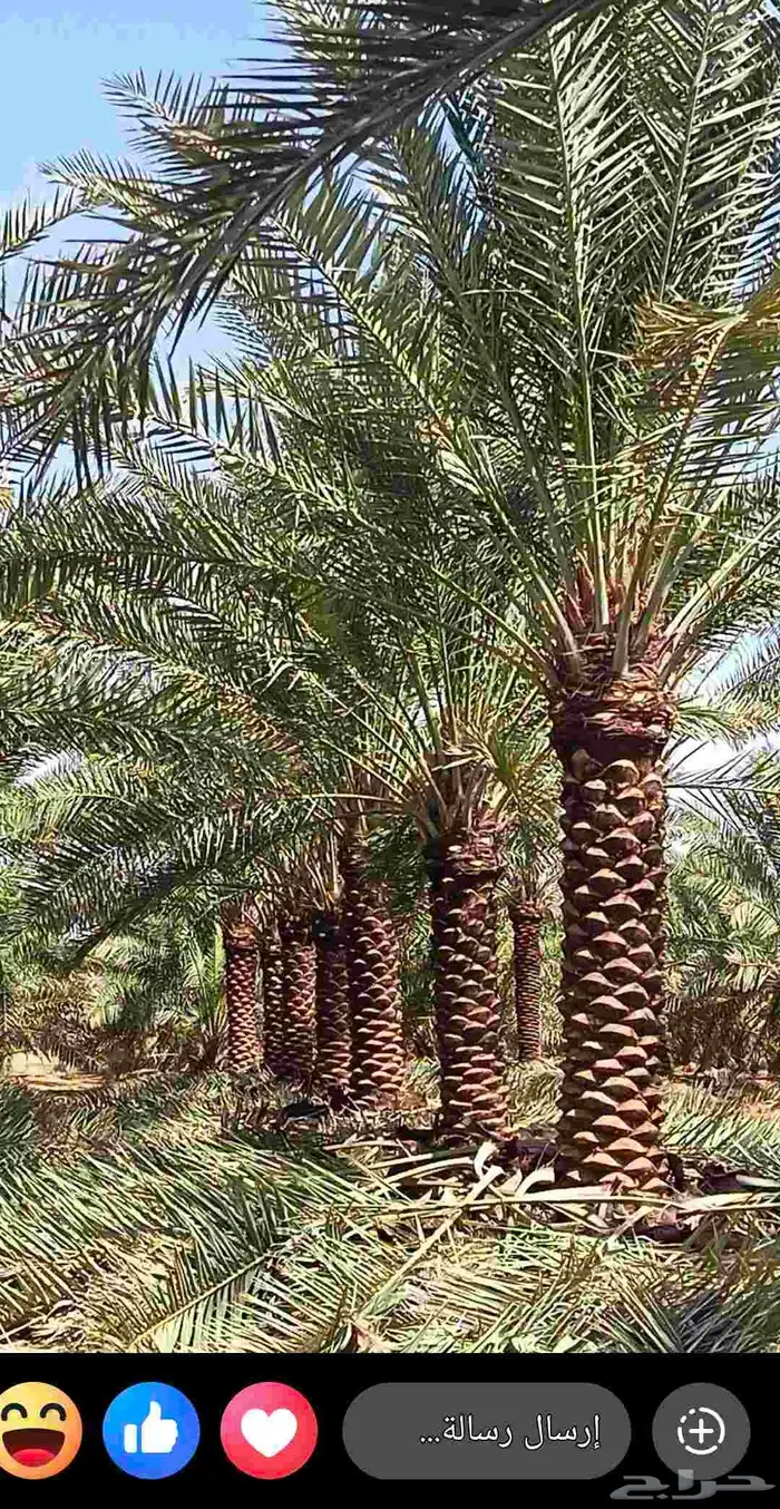 نخل نوايع خلاص وسكري للبيع 0