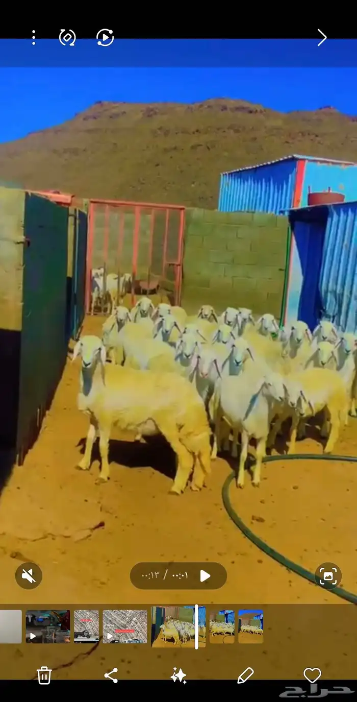 غنم للبيع على السوم العديد 20 أعمارها من 5شهور إلى 6 شهور 0