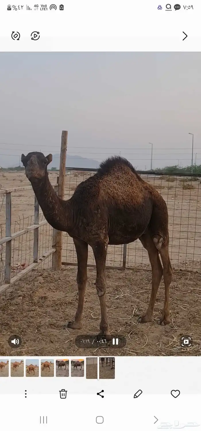 قعود مفرود للبيع ( تم البيع خارج الموقع ) 1