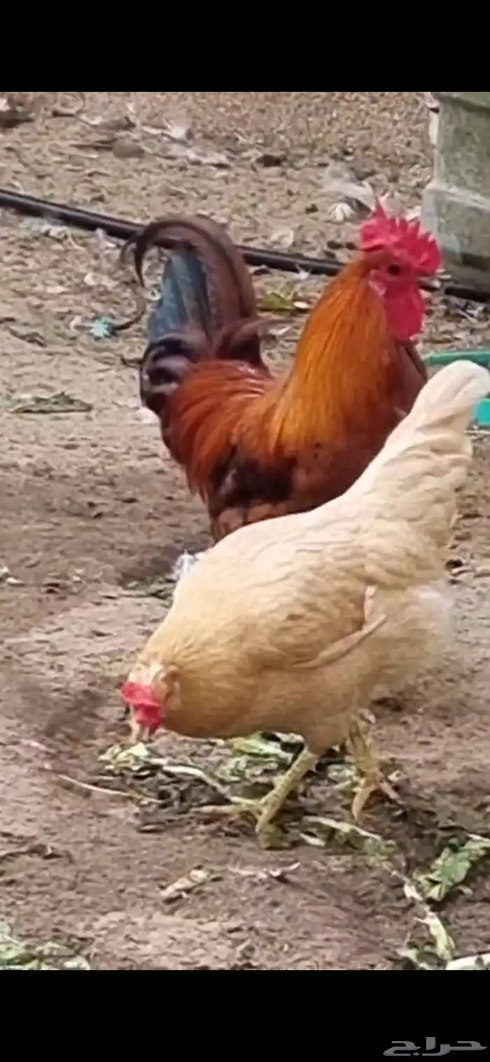 ديك بلدي ودجاجه لوهمان هجين 1
